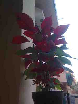 Poinsettia