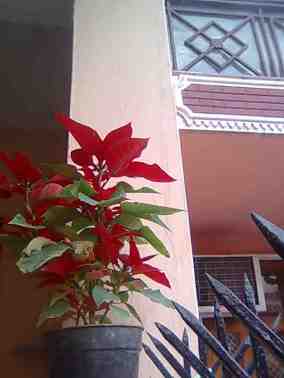 Poinsettia