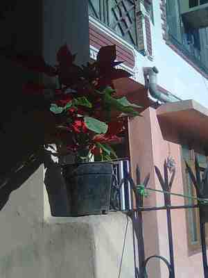 Ravi's 'Pansatia'