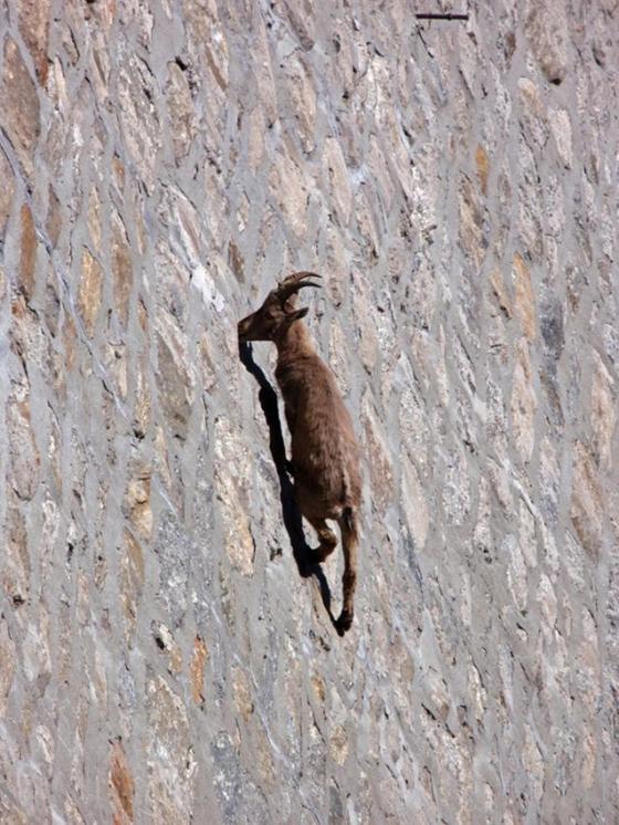 mountaingoat