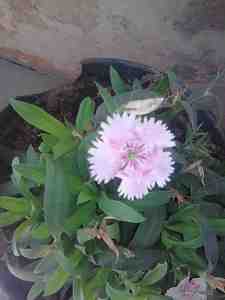 Geetashree's Click A nameless flower blooming in my little garden - Special