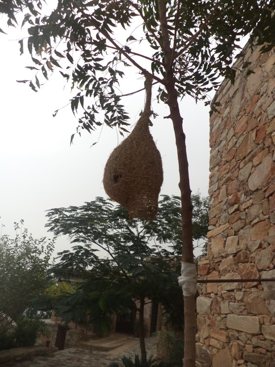 Nest : Shot at Dadhikar Fort