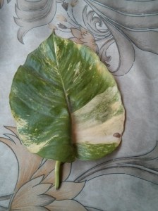 God's Own Creation