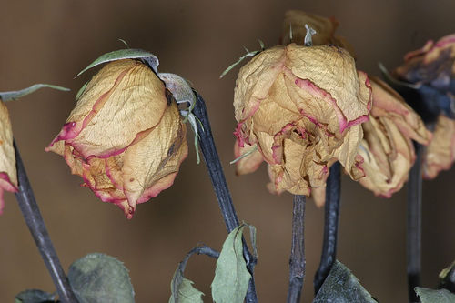 DYING FLOWERS