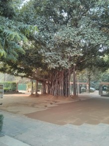 https://panaecea.wordpress.com img_20161111_150640