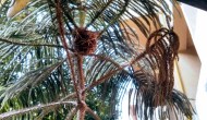Wordless Wednesday –&nbsp;Nesting