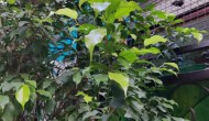 A New Leaf