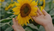 Lightening And Sunflower