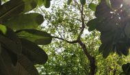 Nature’s Whim