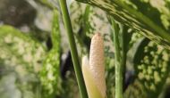The Blooming Bud