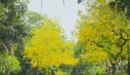 Amaltas